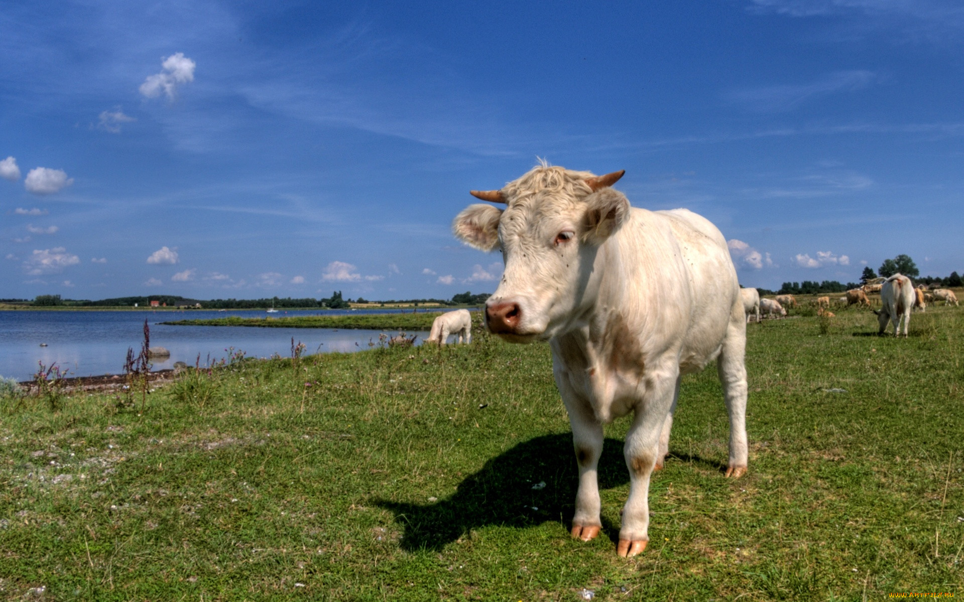 cow, in, meadow, , , , , , 